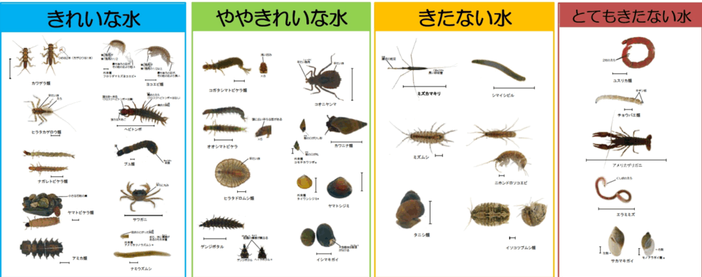 福岡市出前講座~”川の生き物を調べよう”~保健医療局環境科学課の方に来ていただきました👨🏻💼のイメージ画像